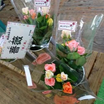 薔薇登場！！