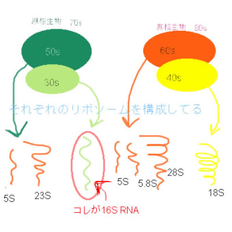 次世代燃料を作る未知微生物　16srRNA系統図とは？