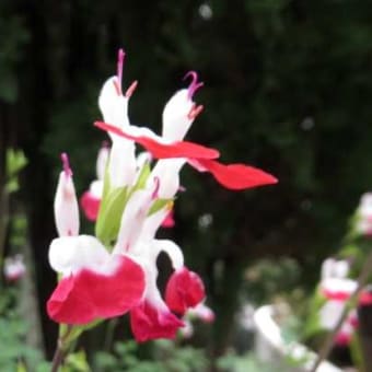 花の名前は解からねど・・・