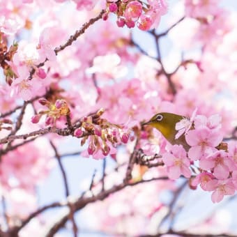 マクロレンズで河津桜を！