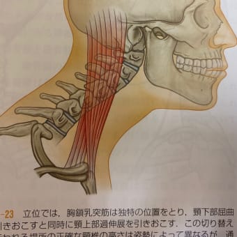 慢性化した痛みからの脱却
