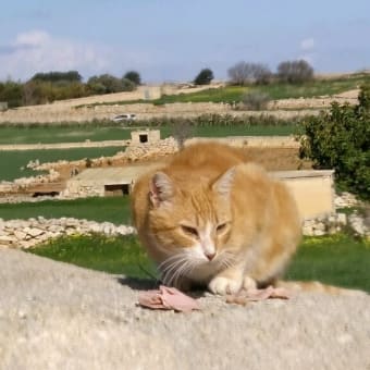 マルタ旅行番外編　１