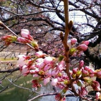 倉敷美観地区の桜 Gooブログはじめました