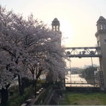 今年の桜（よしだ麺）