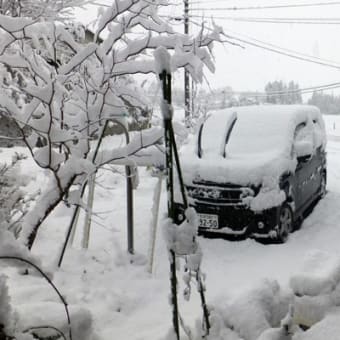 1月28日（火）　雪の朝