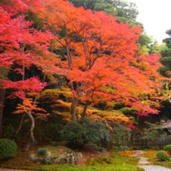 奈良公園のイチョウ