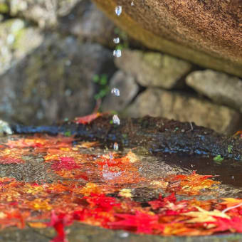 紅葉