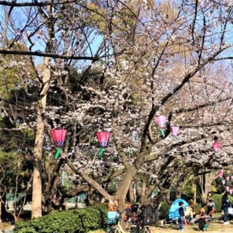 お城の桜を見れば　名城公園の桜も見逃せず(´∀`)ﾜｸﾜｸ 