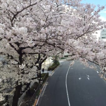 桜を楽しめる街で暮らしています～