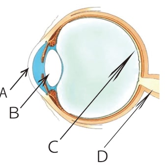 眼の構造（近視・遠視の前に）