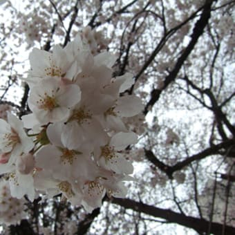 桜満開！