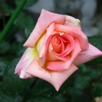 名花オフェーリア、グランモゴール、ランデブー、チャンピオン