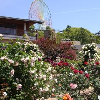 ひらかたパークの薔薇・薔薇・薔薇。小山内　健氏のローズレクチャー