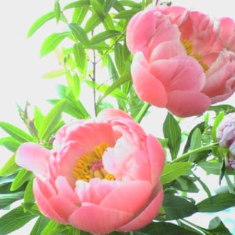 芍薬（シャクヤク）の花