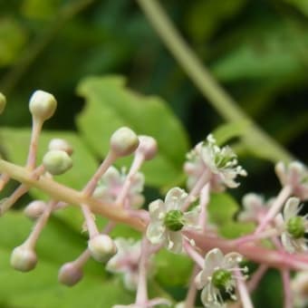 食べたい、より片付けたい方が優先