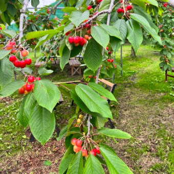 7月6日（木）園内状況🍒