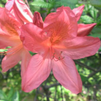 かぶと山　花の里山ハイキング