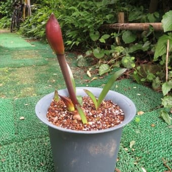 実生アマリリスの花が咲きました！