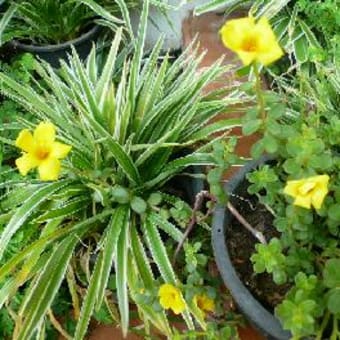 また花が咲いた。
