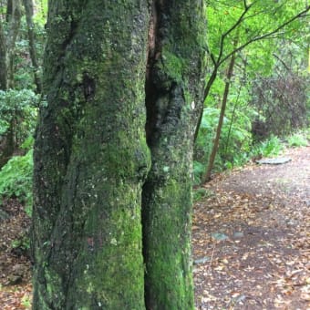 平成最後の岐阜県金華山は幻想的でした。