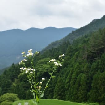 こけの名所