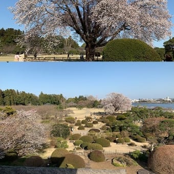 水戸の偕楽園、左近の桜
