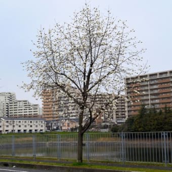 街路樹のコブシ