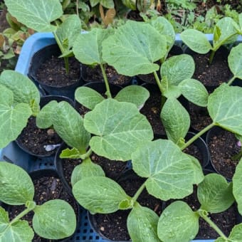 地植え待ち状態