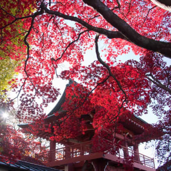 長円寺の「一行寺楓」