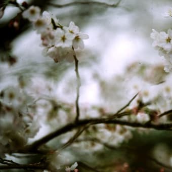 福岡大のプロ写真　桜のフィルム写真