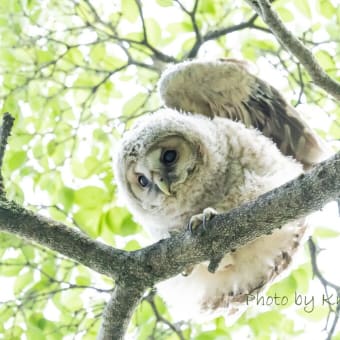 神代植物公園＆フクロウの雛ちゃん・オオタカ ～ by空倶楽部