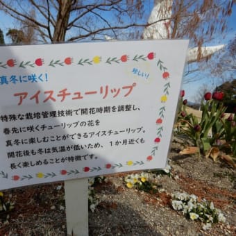 万博公園　アイスチューリッと梅の花