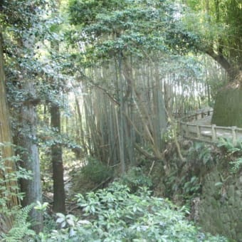 入梅間近の花々と奈良「山野辺の道」歩き①
