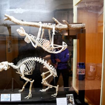 フタユビナマケモノの骨格標本