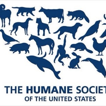 アメリカ動物福祉団体「HSUS」のCEO セクハラで辞任にモヤっ…