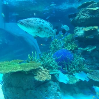 水族館に行った。