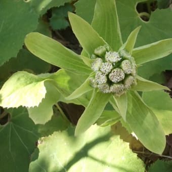 温かくなり庭の花も咲き始めた