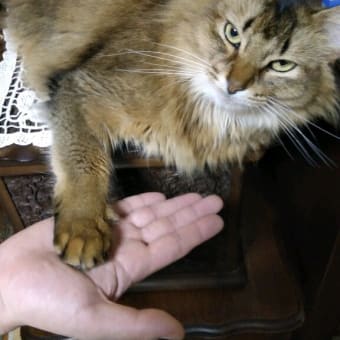 肩乗り猫・ハイタッチ