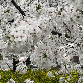 ２０２４桜まつり【咲いた！！】