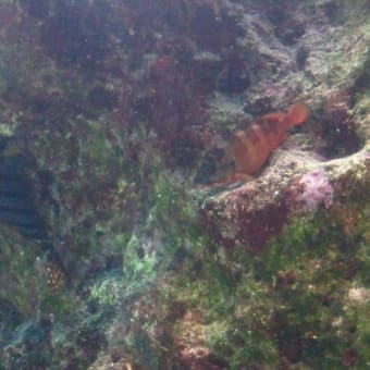 沖縄2　悲劇の美ら海水族館