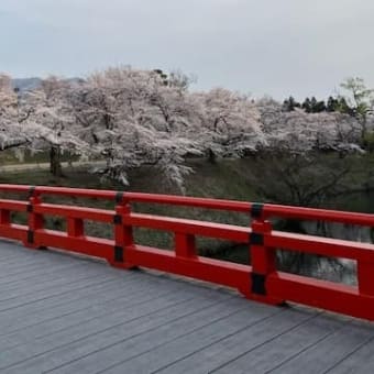 鶴ヶ城の桜が満開でした！！