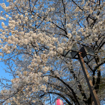 華蔵寺公園🌸