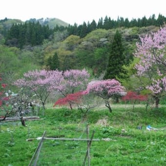 八峰町の桃源郷「手這坂集落」