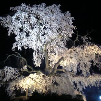 桜　桜　　京都の桜　その1