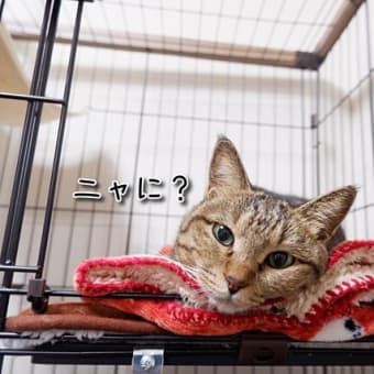 ネコの前足が香ばしい😓