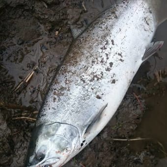 ３月２日の釣果