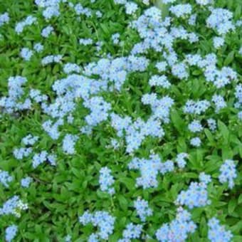 勿忘草　（袖ケ浦の思い出）