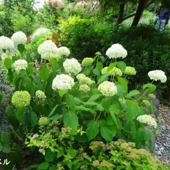 ６月例会「久留米の花菖蒲を求めて」（福岡県久留米市）