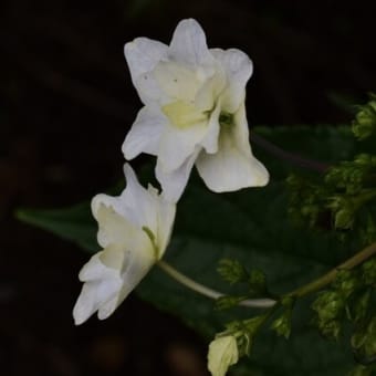 権現堂公園の紫陽花