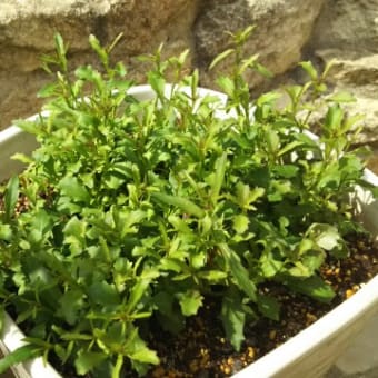 萌える花